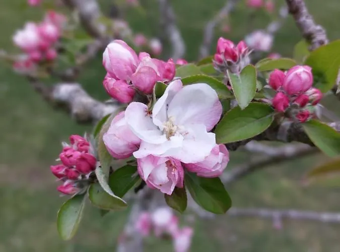 Tres Mimosas Holiday home San Vicente De La Barquera