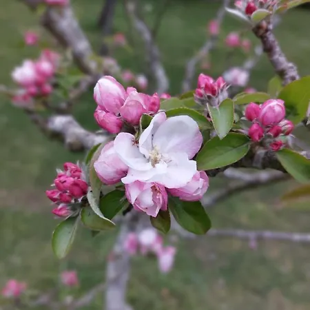 Tres Mimosas Prázdninový dům San Vicente De La Barquera